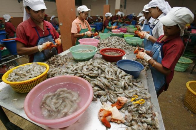Lao động Myanmar trong một nhà máy chế biến tôm ở Samut Sakhon (Thái Lan). Ảnh: Reuters