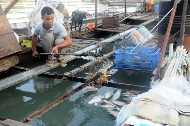 Anh Hoàng Văn Dũng vớt cá chết trong vèo đem đổ bỏ - Ảnh: A Lộc