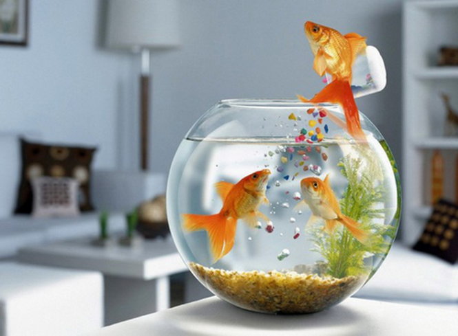 Bể cá cảnh trên bàn làm việc nếu đặt ở vị trí hợp lý sẽ giúp kích hoạt tài lộc - Ảnh minh họa: T.L