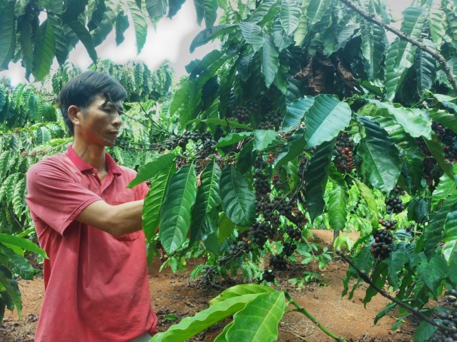 Anh Phạm Minh Nghĩa (Tân Nghĩa, Di Linh, Lâm Đồng) bên vườn cà phê đã chín khô - Ảnh: Anh Khoa