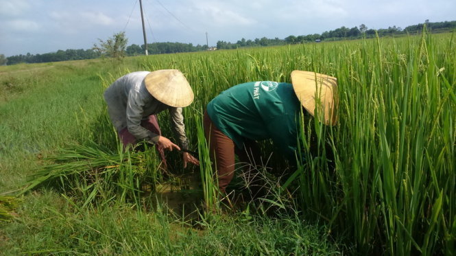 Nông dân khi phải tự mày mò cách cải thiện chất lượng lúa
