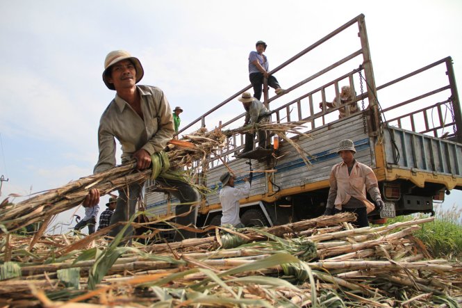 Các phu mía thu hoạch mía trên cánh đồng nguyên liệu của Nhà máy đường An Khê (Gia Lai) - Ảnh: B.D.