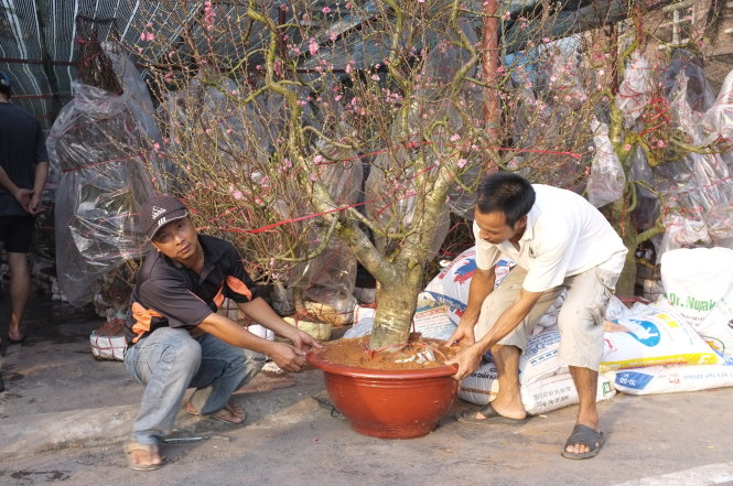 Cây đào thế từ Thái Bình được rao bán ở sân vận động Quân khu 7, quận Tân Bình, TP.HCM với giá
14 triệu đồng - Ảnh: H.Linh