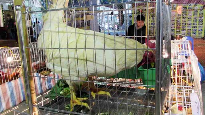 Gà mâm xôi chín cựa quý hiếm chào bán với giá 15 triệu đồng.