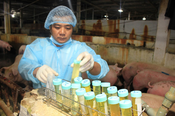 Cán bộ Chi cục Thú y TP.HCM lấy mẫu kiểm tra tồn dư chất cấm với các đàn heo của thương lái hập về từ các tỉnh ở lò mổ An Hạ (Củ Chi) - Ảnh: Hoàng Lộc
