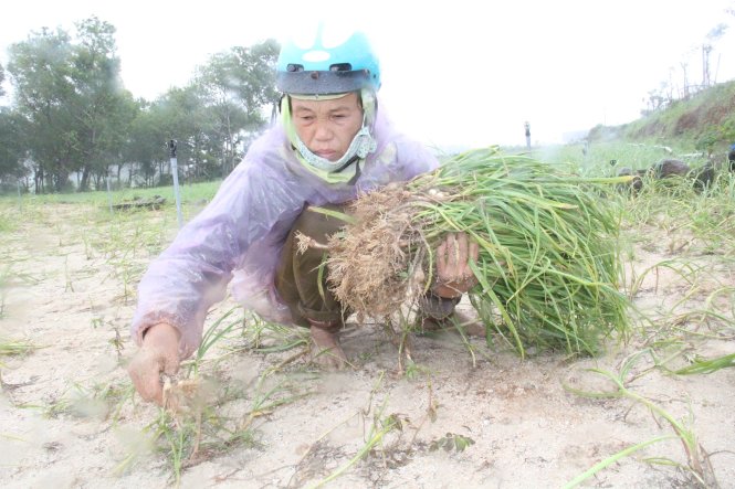 Bà Phạm Thị Thọ (xã An Vĩnh, Lý Sơn) rầu rĩ do toàn bộ diện tích tỏi của gia đình mất trắng - Ảnh: Trần Mai