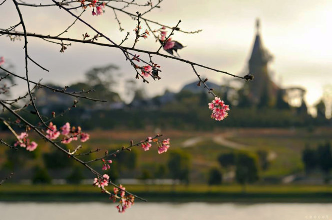 Hoa mai anh đào ven hồ Xuân Hương.