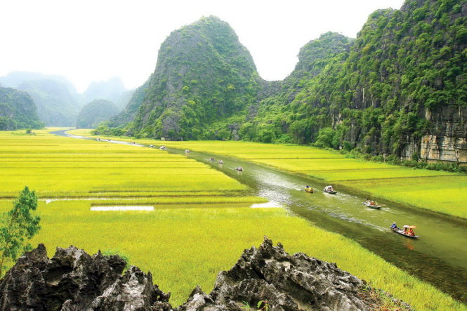 Những chiếc thuyền chở khách du lịch vào Tam Cốc - Bích động (Ninh Bình) như trôi đi giữa những thảm lúa vàng ruộm trên dòng sông Ngô Đồng. Mây núi trập trùng, cánh đồng mênh mang, dòng sông mềm như một dải lụa mắc nhẹ vào chân núi... Bức tranh sơn thủy hữu tình và quá đỗi yên bình. (Tuổi Trẻ/Phụng An).