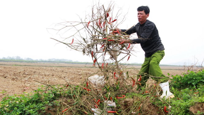 Người nông dân xót xa đem chôn…ớt - Ảnh: Doãn Hòa