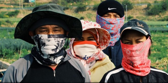 Nhóm lao động người Thái Lan sang làm thuê ở khu nông thôn Hàn Quốc. Nhiều người Thái bị từ chối visa sang Hàn trong năm 2015 - Ảnh chụp màn hình