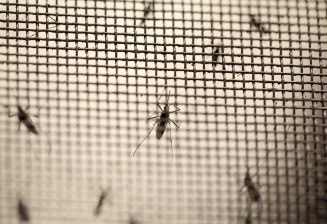 Muỗi Aedes là vật chủ truyền nhiễm virút Zika - Ảnh: Reuters