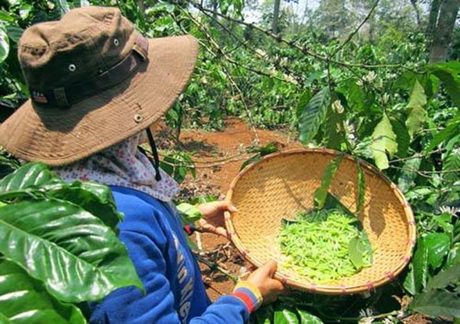 Săn kén sâu muồng