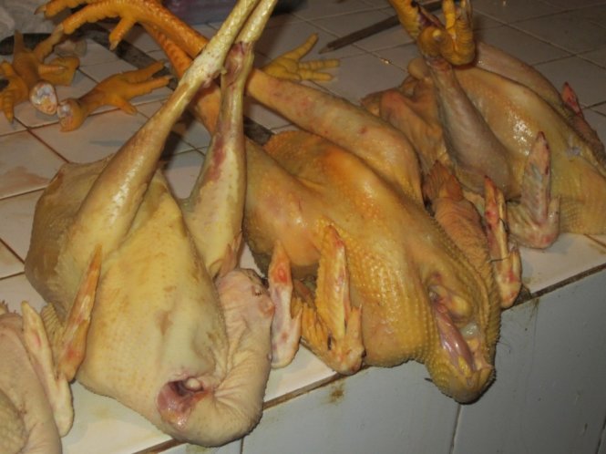 gà nhuộm hóa chất để có màu vàng đẹp mắt