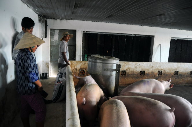 Tới đây sẽ xử nặng hành vi dùng chất cấm nên người chăn nuôi phải chọn thức ăn gia súc có nguồn gốc rõ ràng - Ảnh: A Lộc