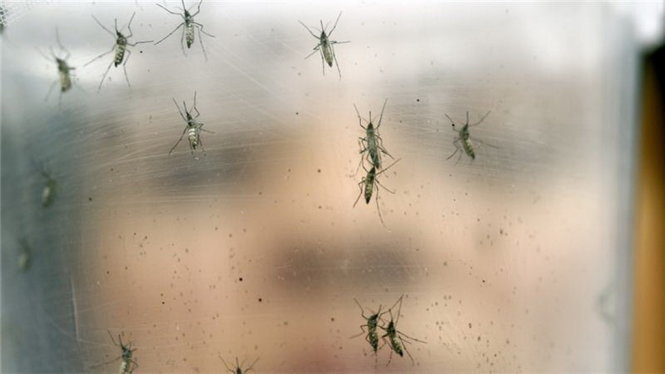 Zika được phát hiện lần đầu tiên ở Uganda năm 1947 trên loài khỉ - Ảnh: AP