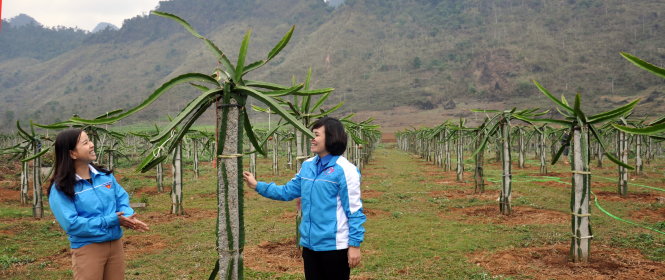 Hoàng Minh Thông (phải), phó bí thư Đoàn xã Thanh Đức, bên những gốc thanh long “làm mẫu” của mình - Ảnh: Ngọc Quang