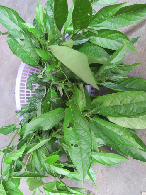 Khi lá đắng cảy đã già sẽ dùng để chế biến món canh