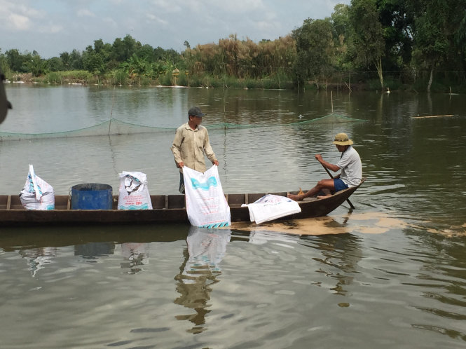 Bộ NN&PTNT khuyến cáo cần phải giảm dần việc sử dụng kháng sinh trong chăn nuôi - Ảnh: Chí Quốc