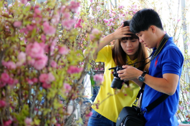 Nhiều bạn trẻ đam mê chụp ảnh thích thú với loài hoa đến từ xứ sở mặt trời mọc - Ảnh: A Lộc