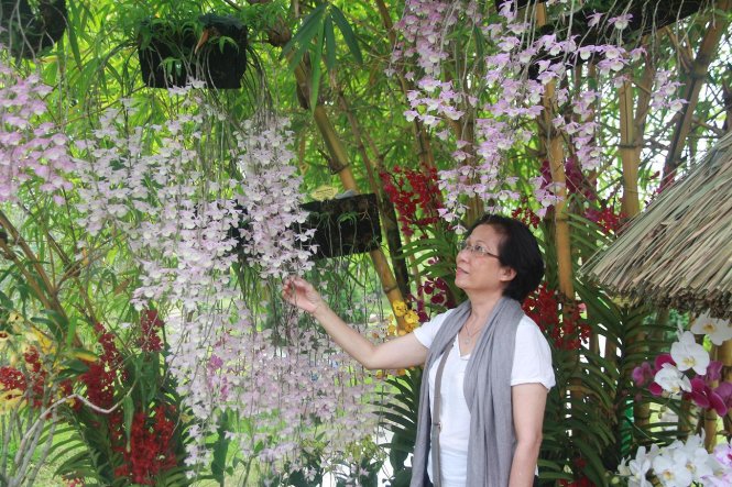 Nhiều giống lan khác nhau được sắp xếp đan xen tạo thành một vườn lan rất đẹp