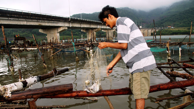 Ông Văn Quý (trú thôn An Cư Đông, thị trấn Lăng Cô, tỉnh Thừa Thiên – Huế) đổ những con cá nuôi lồng bị chết xuống đầm Lập An - Ảnh: Nhật Linh