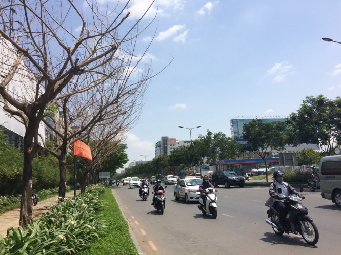 Hàng cây me tây trên đường Trường Sơn bị chết nghi do đầu độc bằng hóa chất - Ảnh: Lê Phan