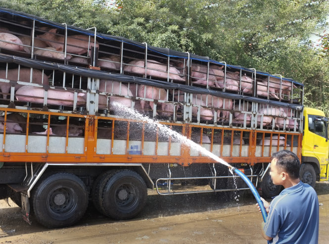 Giá heo tăng cao nhất trong vòng 19 tháng qua làm hoạt động buôn bán, vận chuyển heo xuất sang Trung Quốc trở nên sôi động hơn bao giờ hết - Ảnh: Hoài Linh