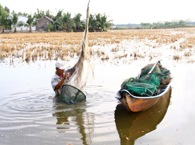 Ông Nguyễn Hoàng Dương (ấp Nhị Cầm, xã Vĩnh Lộc, huyện Hồng Dân, Bạc Liêu) bên ruộng lúa vừa thu hoạch xong chỉ được vài chục bao do bị nhiễm mặn quá cao - Ảnh: Chí Quốc