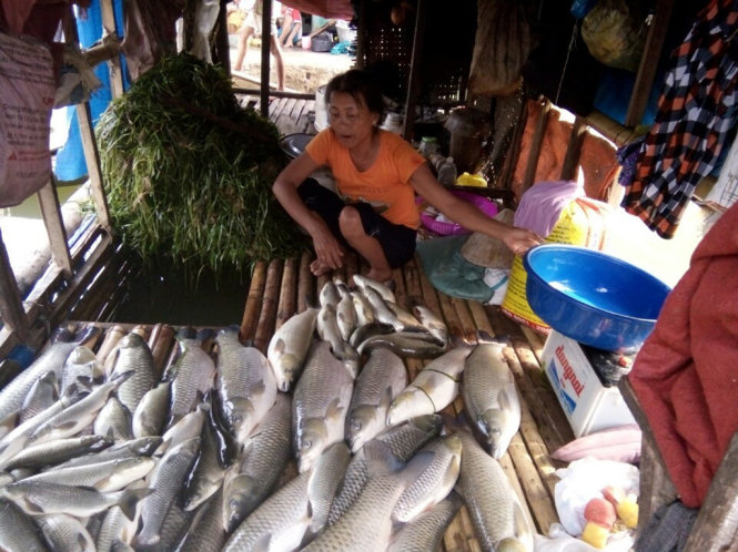 Cá lồng đến kỳ thu hoạch của người dân xã Thành Vinh, huyện Thạch Thành (Thanh Hóa) đã bị chết hết - Ảnh: Hà Đồng.