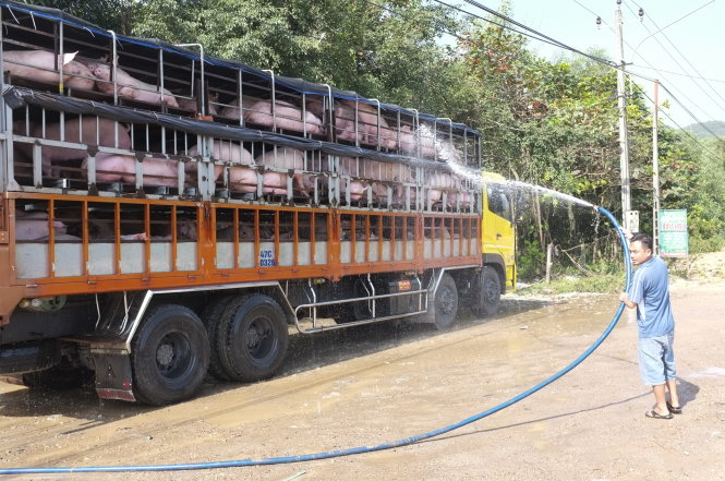 Trước khi phía Trung Quốc đột ngột ngừng nhập khẩu heo từ Việt Nam, heo được các thương lái ào ạt đưa ra phía Bắc để xuất sang thị trường này - Ảnh: Hoài Linh