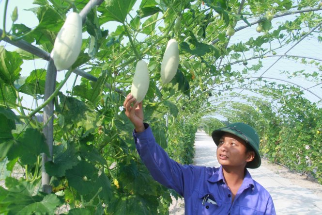 Từ sa mạc cát nay đã biến thành cánh đồng rau hàng chục chủng loại - Ảnh: Hữu Khá