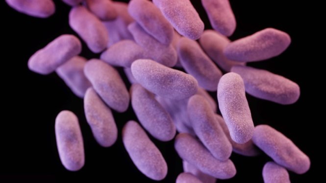 Ảnh mô phỏng một nhóm vi khuẩn kháng thuốc - Ảnh: CDC