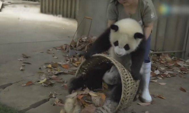 Hai chú gấu trúc con đang nghịch phá cô bảo mẫu - Ảnh chụp từ clip