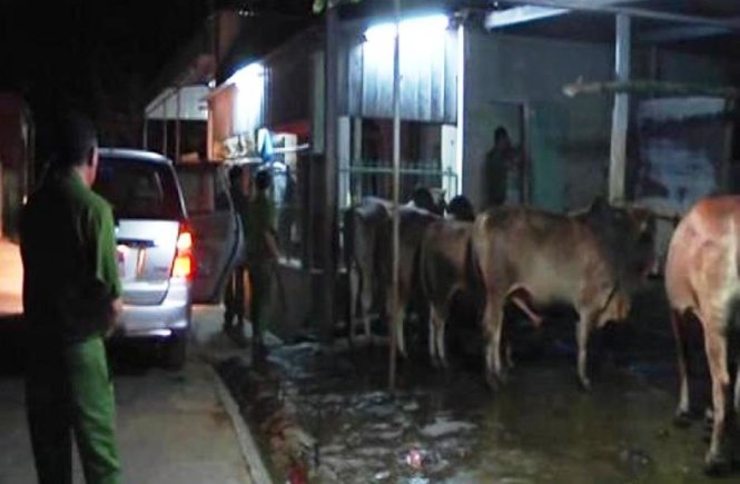 Công an kiểm tra và bắt quả tang cơ sở giết mổ có hành vi bơm nước vào bò. Ảnh: L.LY