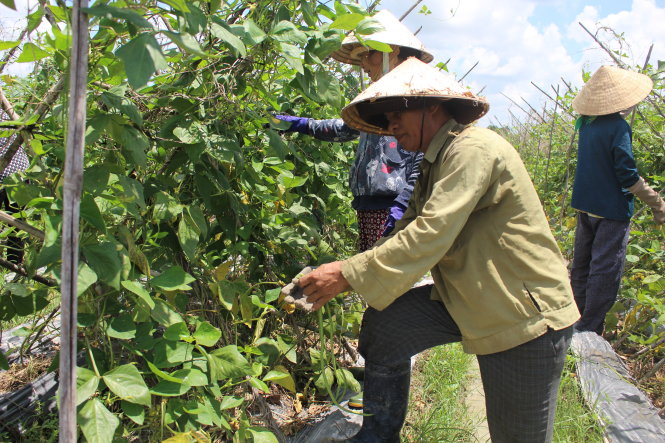 Mất nhiều công chăm sóc, chi phí cao nhưng đậu đũa VietGAP tại Củ Chi lại khó tiêu thụ, giá bấp bênh - Ảnh: C.Trung