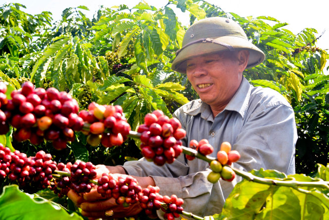 Người dân Đắk Lắk thu hoạch cà phê - Ảnh: L.Hồng