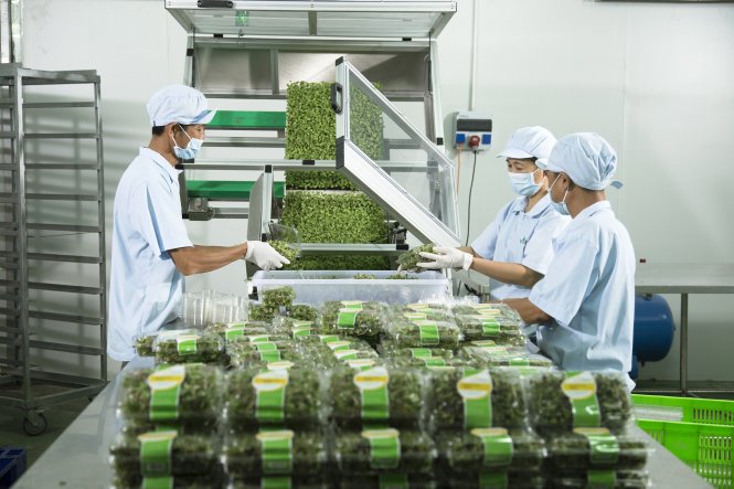 VinEco bắt đầu đưa ra thị trường những sản phẩm nhà kính đầu tiên gồm hơn 20 loại rau mầm và 12 loại rau thủy canh - Ảnh: D.HOÀN