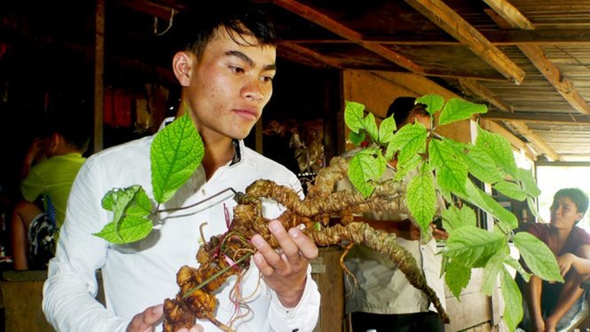 Củ sâm Ngọc Linh tự nhiên có trọng lượng “khủng” 1kg với gần 150 năm tuổi. Ảnh: H.THỌ