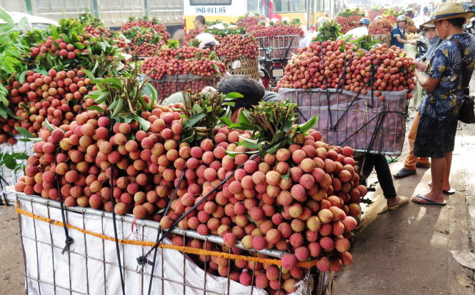 Thương lái Trung Quốc (bìa phải) đang thu mua vải thiều tại thị trấn Chũ - Ảnh: QUANG THẾ