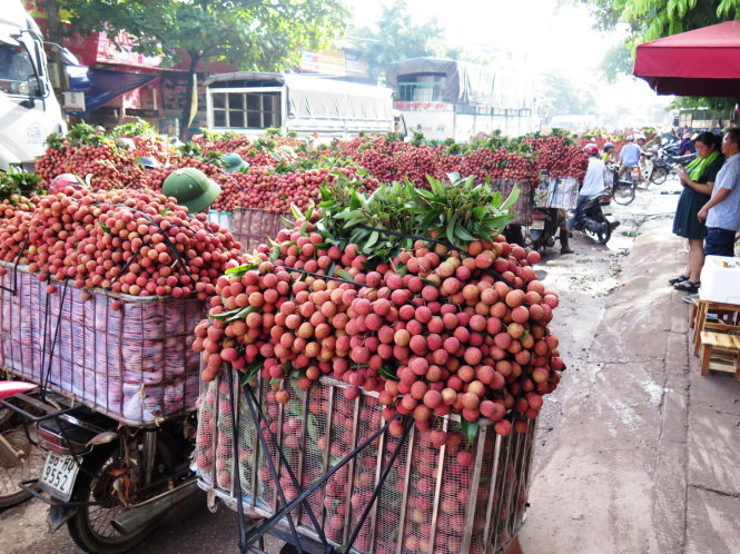 Đang bước vào thời điểm vải chín rộ khiến tuyến đường ở trung tâm huyện Lục Ngạn luôn bị ùn tắc - Ảnh: QUANG THẾ