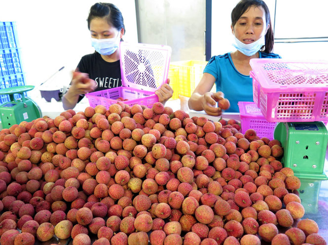 Sơ chế vải thiều Lục Ngạn (Bắc Giang) trước khi đóng gói xuất khẩu đi các nước - Ảnh: Quang Thế