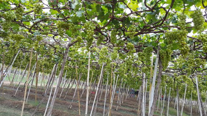 Nho Ninh Thuận được trồng theo lối mắc giàn trên cao - Ảnh: Huyền Trần