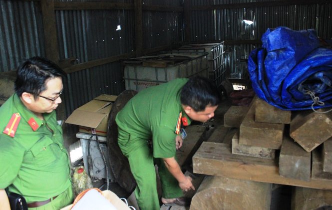 Gỗ lậu được cất giấu quanh “lán trại” - Ảnh: SƠN BÌNH