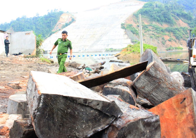 Lâm tặc tập kết số gỗ lậu dưới lòng hồ Nhà máy thủy điện Đồng Nai 5 - Ảnh: SƠN BÌNH