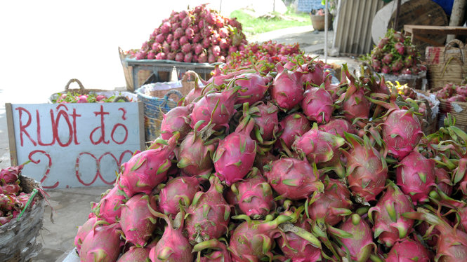 Thanh long ruột đỏ 2.000/kg bày bán đầy đường (ảnh chụp chiều 18-8) tại QL 50 đoạn quan huyện Chợ Gạo, Tiền Giang. (ảnh: Thanh Tú)