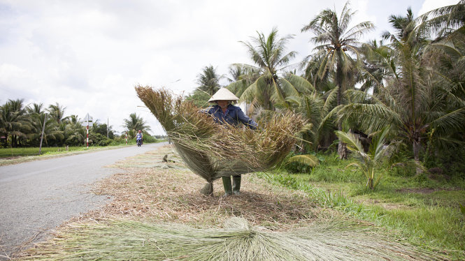 Bắt đầu vũ điệu của lác. Búng lác, tức là xoác xõa bó lác được cột một đầu, sao cho chúng tõe ra như hình nan quạt để làm khô phần gốc.