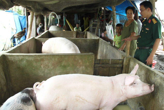 Đại úy Trần Văn Khánh thăm đàn heo của bà Thị Mỹ Lệ - Ảnh: TẤN ĐỨC