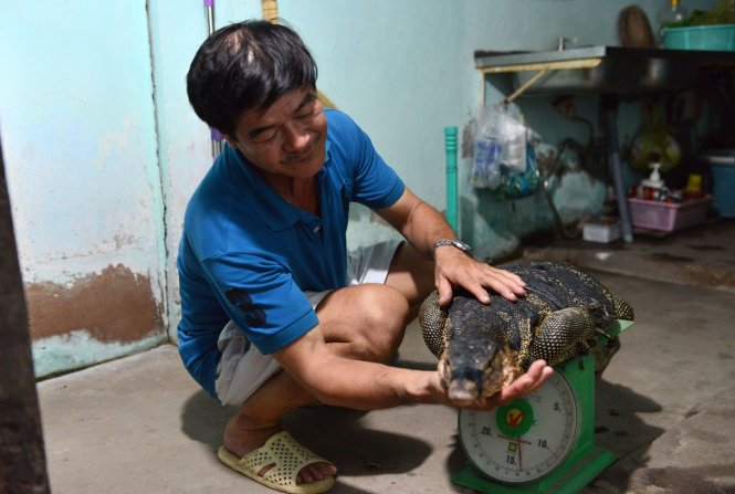 Con kỳ đà vừa bắt được chiều 30-7 - Ảnh: Lê Phan