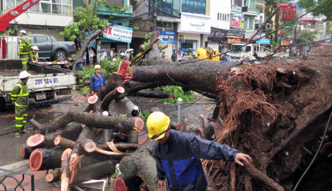 Hà Nội dọn dẹp hàng trăm cây xanh bị ngã đổ do bão số 1 - Ảnh: Q.THẾ