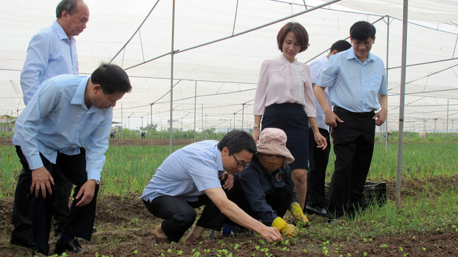 Phó thủ tướng Vũ Đức Đam thứ 3 từ trái ảnh trò chuyện với Bí thư tỉnh Bắc Ninh Nguyễn Nhân Chiến tại ruộng rau trồng theo hình thức kết hợp doanh nghiệp và hộ gia đình. Ảnh: Thúy Anh.